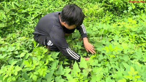 农村小孩小孟这么小就知道种植菜园除草，收玉米打磨给家畜吃