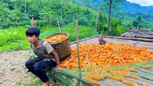 农村小孩就是肯吃苦，小孟跑去摘自己种植的玉米，还是自己扛回来