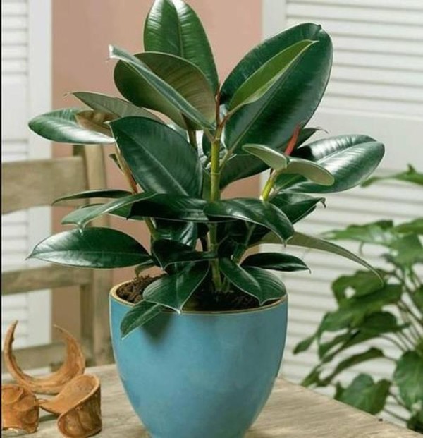 适合室内家养的植物有哪种？；适合家养的植物