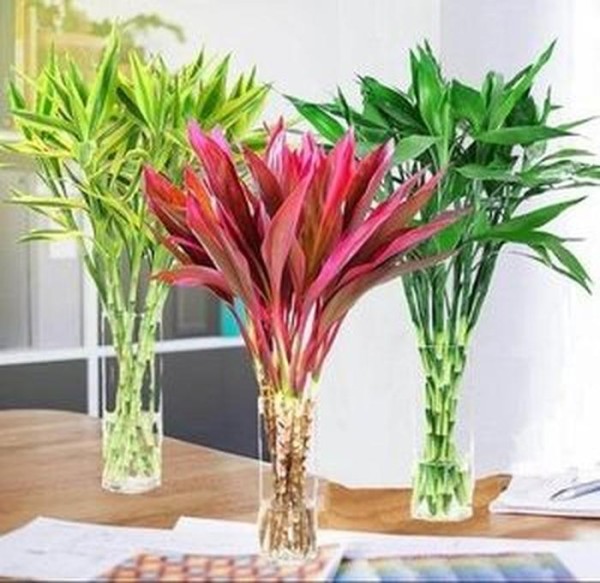 适合室内家养的植物有哪种？；适合家养的植物