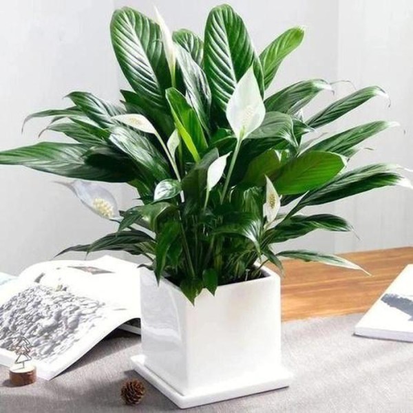 适合室内家养的植物有哪种？；适合家养的植物