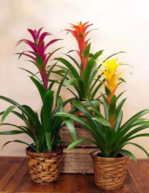 适合室内家养的植物有哪种？；适合家养的植物
