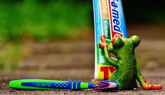 揭秘宠物套装牙刷品牌—让宠物口腔健康不再是难题！