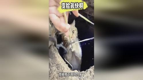 变脸真快啊，动物也是