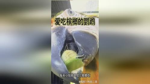 爱吃槟榔的鹦鹉，它的嘴非常坚硬