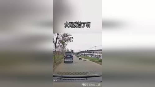 “车行记录仪揭示超车趣事：大爷意外倒地引发的幽默瞬间”