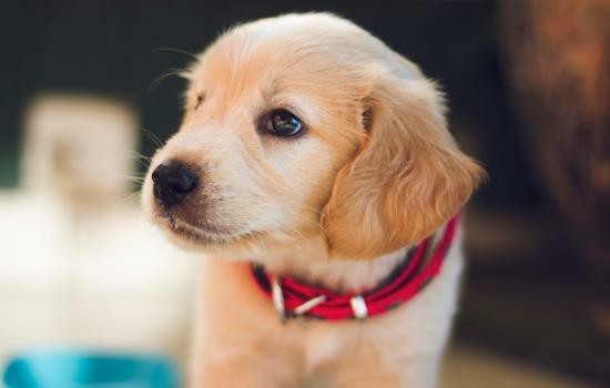 新生幼犬怎么护理 新生幼犬护理指南