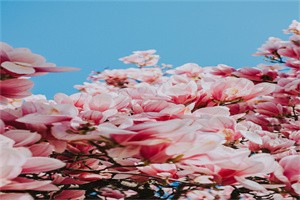 中考语文阅读理解的八大技巧