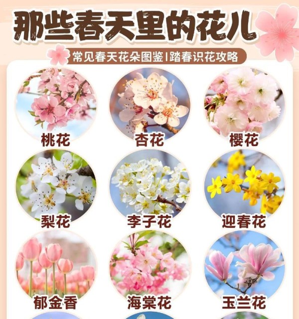 以花语表达安慰之情——花朵的温暖力量（花语代表安慰，向心灵传递温暖）