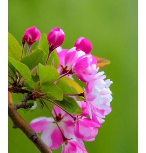 以花语表达安慰之情——花朵的温暖力量（花语代表安慰，向心灵传递温暖）