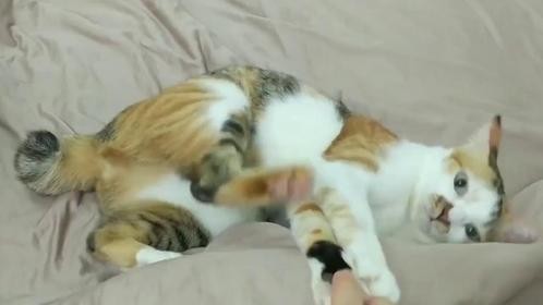 4只猫咪围殴狗子，场面太惨烈了，网友：第一次见猫咪打群架.