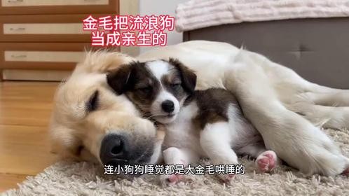 救助一只流浪狗，当主人把它带回家时，却被家里的金毛感动哭了！