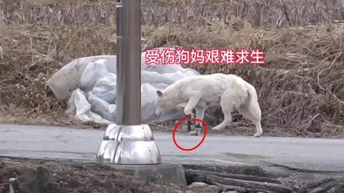 狗妈妈受伤无家可归，在垃圾堆旁被好心人发现，结局太感人了！