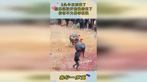 2头牛王对碰了，结果还没开始就结束了，伤害不大侮辱极强