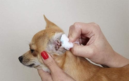 在家就能做的5种宠物日常护理，让您的爱宠长久的健康下去
