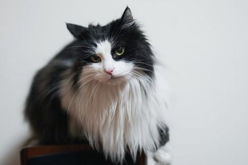 养猫必看:猫咪养护小贴士!