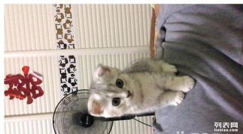 宠物养护小贴士：如何轻松照顾体形俊美的猫咪？