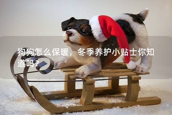 狗狗怎么保暖，冬季养护小贴士你知道吗？
