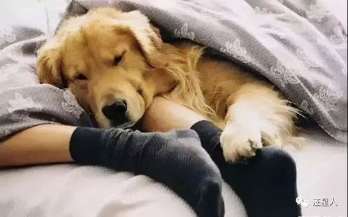 新手养狗必看,宠物养护小贴士!