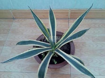 生活小常识:你知道怎样去除新房甲醛吗?