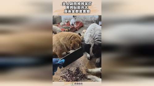 主人剁肉狗狗紧盯，黄狗贴脸开大，原来全都是套路！