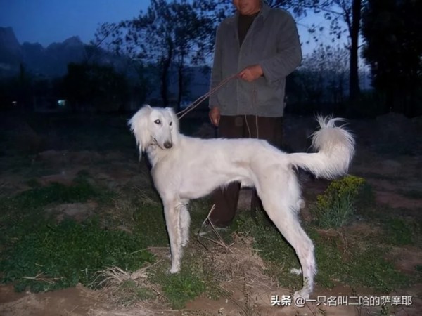 猫咪用小苏打：家居宠物护理小妙招