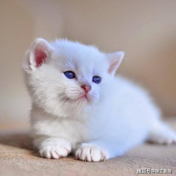 猫咪用小苏打：家居宠物护理小妙招