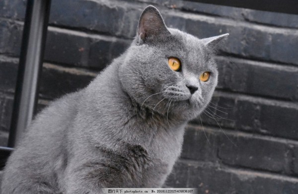 猫咪用小苏打：家居宠物护理小妙招
