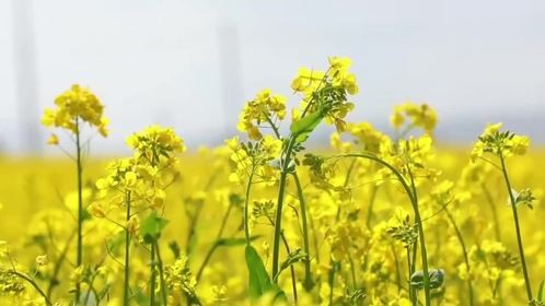 门源回族自治县油菜花绽放，伴随张晚意的歌声