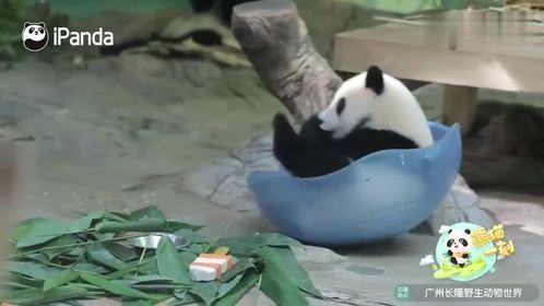 大熊猫妹珠整活儿飞身入盆，不白来嗷！