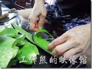 蘆薈清潔劑。剖開蘆薈。