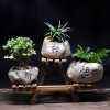 DIY苔藓微景观