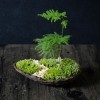 日式文竹苔藓微景观