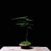 苔藓盆栽微景观