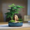 文竹苔藓微景观盆景