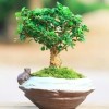 福建茶树桩造型盆景