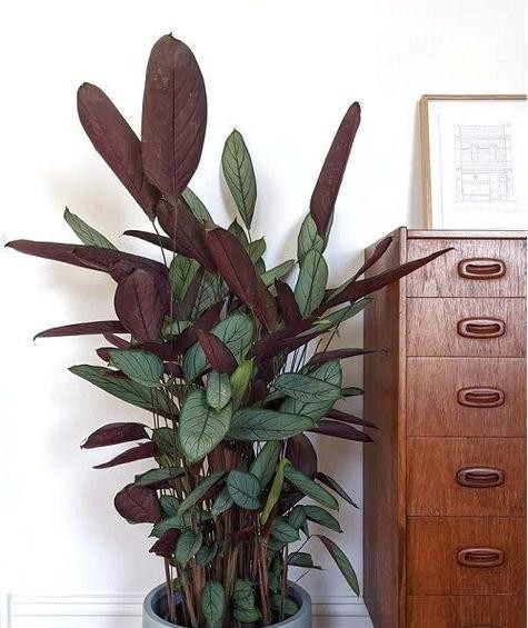 室内的绿色植物有哪些？哪些绿色植物适合室内环境？