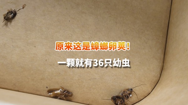 原来这是蟑螂卵荚!一颗就有36只幼虫 家里这些死角别忘了消杀