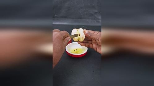 取出苹果里的种子育苗
