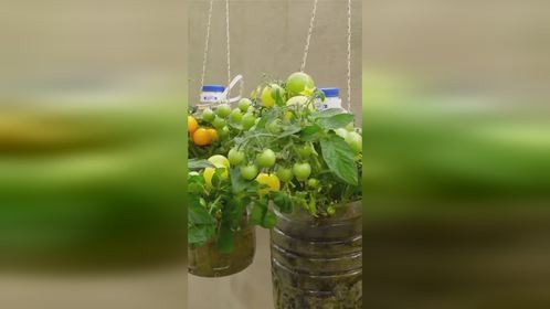 用饮料瓶种植小番茄
