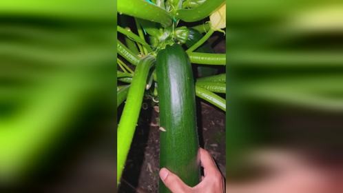 又收获西葫芦了哟