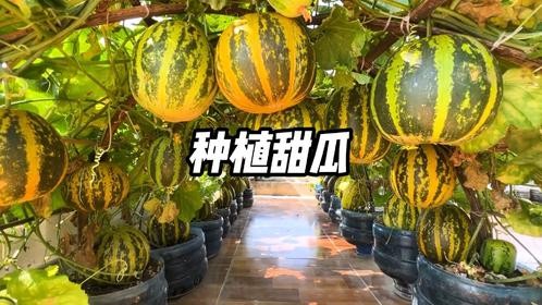 如何在阳台小院种出高产甜瓜，简单几步就教会你