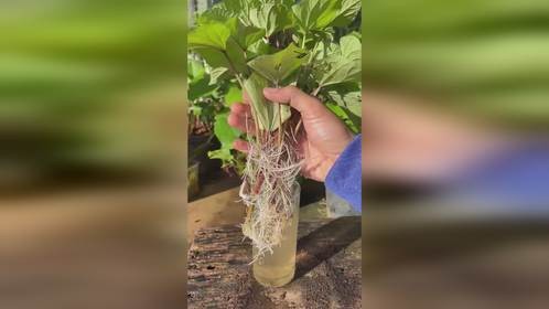 又到了种红薯的时候了
