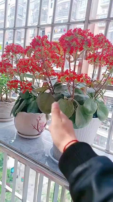 有才艺的人,总是能把生活打理的赏心悦目……