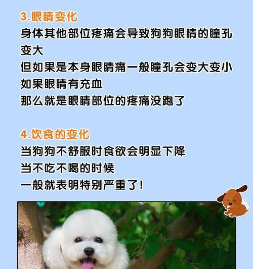 关于养小狗的注意事项（打造健康快乐的小狗生活）