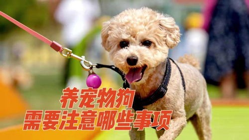 饲养宠物的注意事项？养宠物必备知识大全