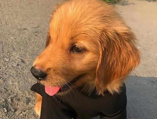 养狗注意事项（宠物狗的健康和幸福需求）