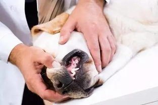 宠物洗牙：如何让宠物拥有健康口腔？宠物洗牙的注意事项和护理指南