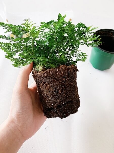 發泡煉石水耕 2