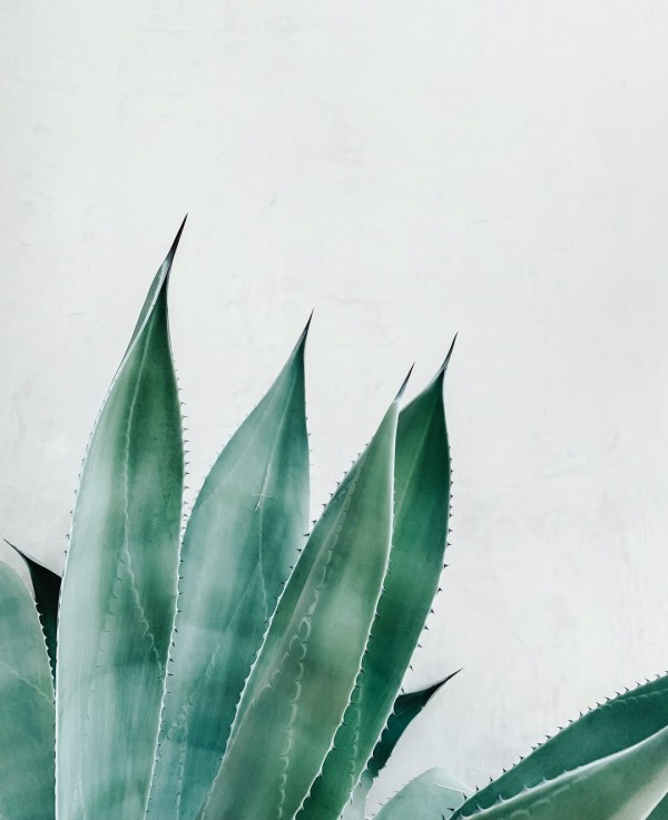 植物DIY新手必看！手作多肉盆栽全攻略：療癒系課程、獨家秘訣，打造綠意生活